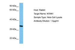 NTAN1 Rabbit anti-Human, Polyclonal, Novus Biologicals 0.1ml; Unconjugated:Antibodies,